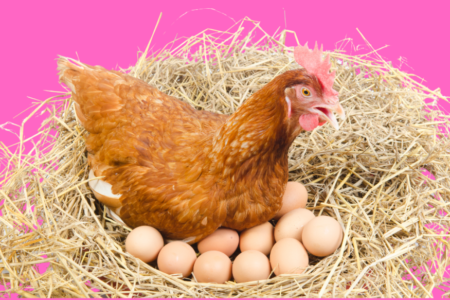 Chicken
