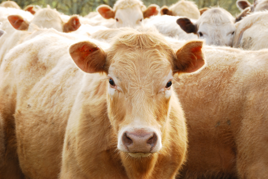 Cows in a field.